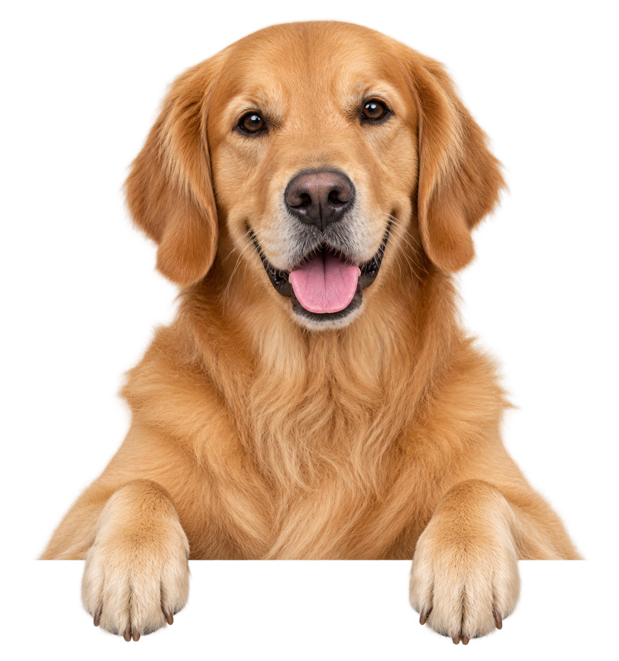 BoppiPaw